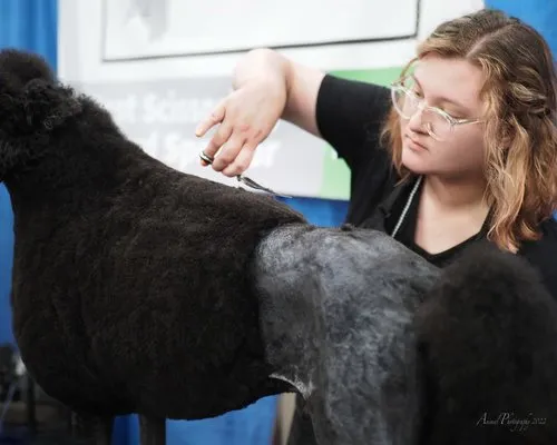 Dog Grooming