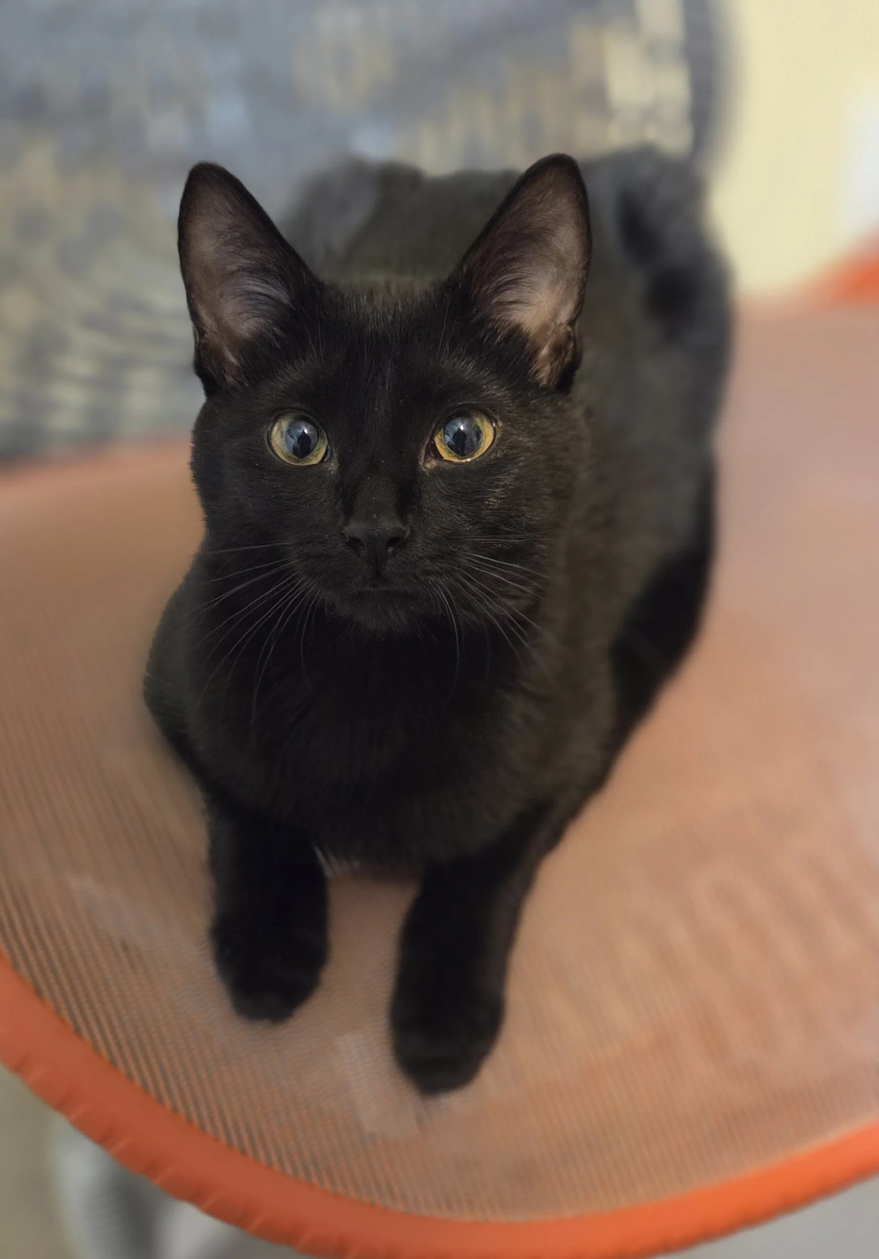 Black cat, resting on an orange pillow, looking straight into camera.