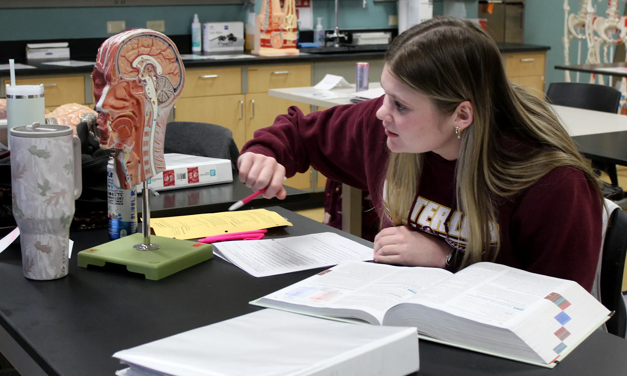 Student, with dark blonde hair and red sweatshirt, studying at a table, with text books and an anatomy model.